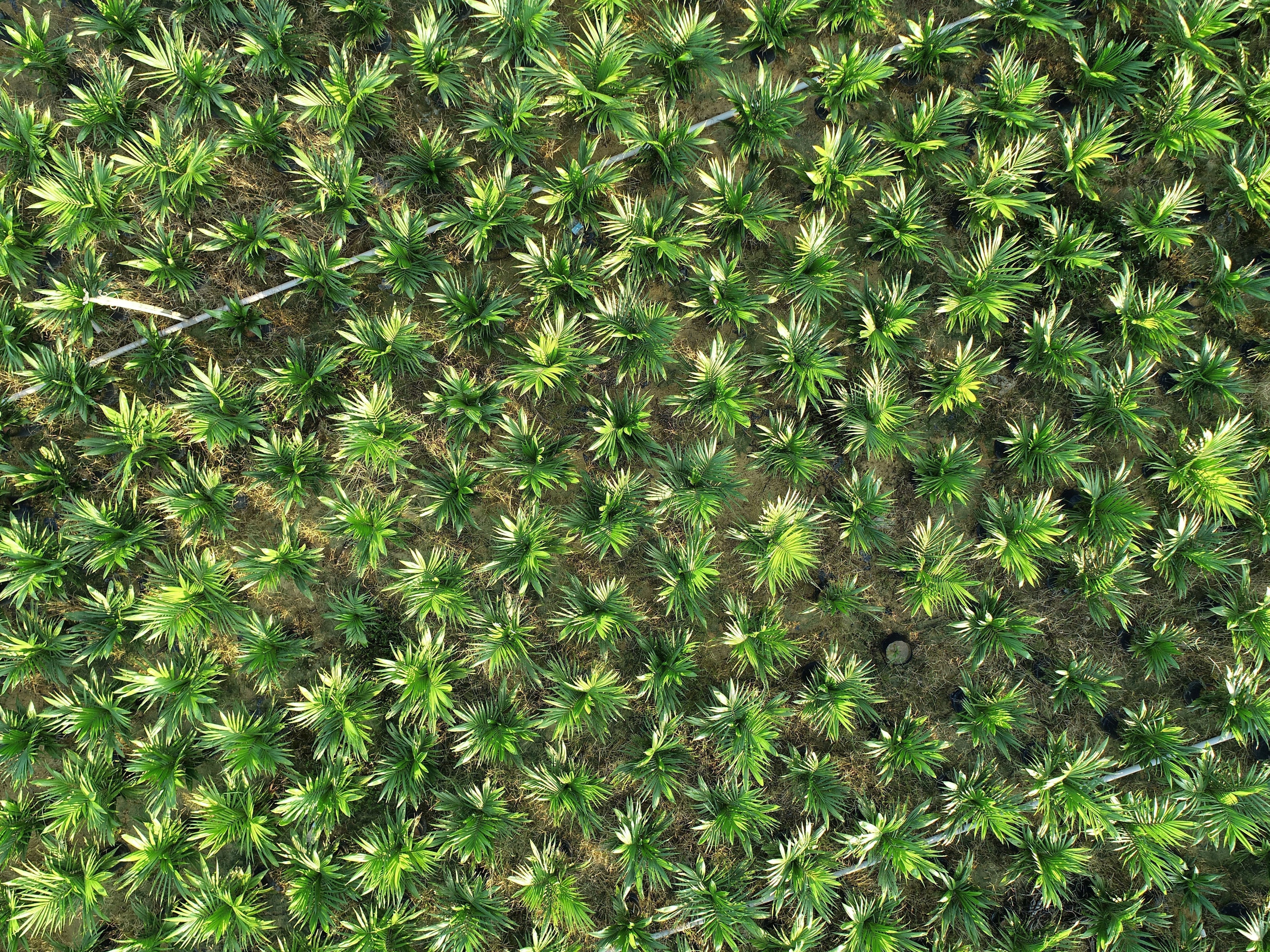 Palm Oil & Conscious Beauty: Striving For Real Change